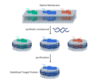 GLP1R靶點(diǎn) 超越降糖減重，引領(lǐng)減肥藥物新突破
